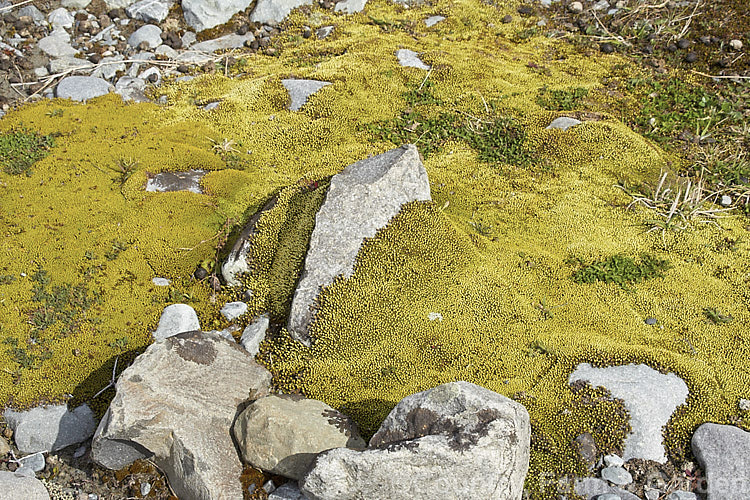 Raoulia australis, a New Zealand scabweed found in from the coast to quite high altitudes. It usually grows as a very flat mat but can mound somewhat at the centre. In summer it often turns golden with masses of petalless flowerheads