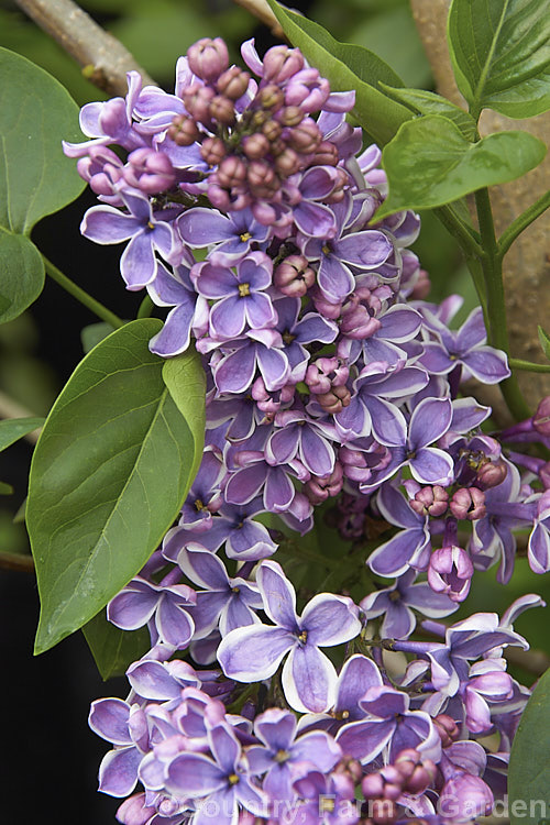 Syringa vulgaris 'Sensation', a lilac cultivar with white-edged deep mauve to purple flowers. It is strongly scented and reasonably compact, eventually reaching around 35m tall Order: Lamiales, Family: Oleaceae