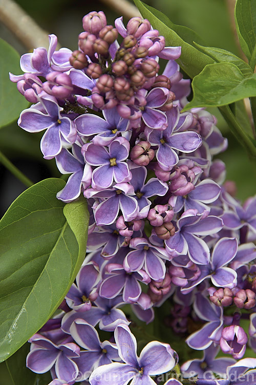 Syringa vulgaris 'Sensation', a lilac cultivar with white-edged deep mauve to purple flowers. It is strongly scented and reasonably compact, eventually reaching around 35m tall Order: Lamiales, Family: Oleaceae