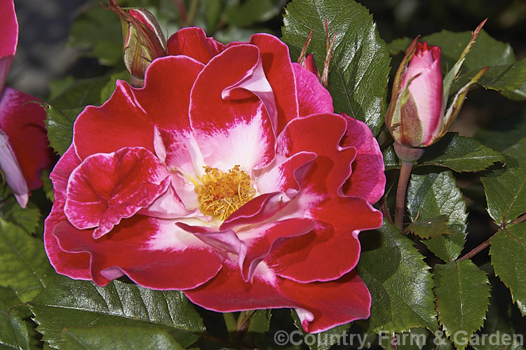 Rosa 'Old Master' ('Maxi' x ['Evelyn Fison' x ('Orange Sweetheart' x 'Fruhlingsmorgen</i>)]), a Cluster-flowered (<i>Floribunda</i>) bush raised by McGredy of New Zealand in 1974. It was one of the early 'hand-painted' roses, so called for their subtle colour gradations. Order: Rosales, Family: Rosaceae