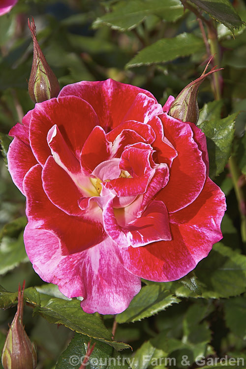 Rosa 'Old Master' ('Maxi' x ['Evelyn Fison' x ('Orange Sweetheart' x 'Fruhlingsmorgen</i>)]), a Cluster-flowered (<i>Floribunda</i>) bush raised by McGredy of New Zealand in 1974. It was one of the early 'hand-painted' roses, so called for their subtle colour gradations. Order: Rosales, Family: Rosaceae