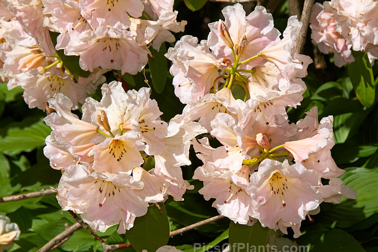 <i>Rhododendron</i> 'Mary Tasker' ('Jalisco' x 'Fawn'), a medium-sized to large shrub raised in 1979 by H. Tasker of New Zealand. Its flowers mid-season to late. Order: Ericales, Family: Ericaceae