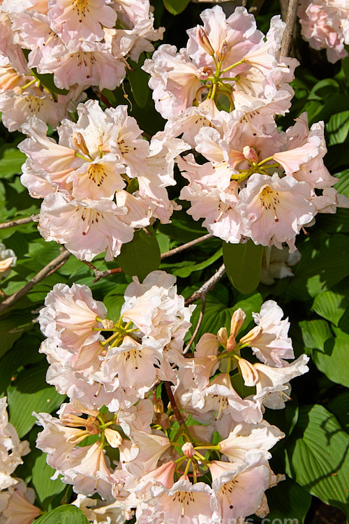 <i>Rhododendron</i> 'Mary Tasker' ('Jalisco' x 'Fawn'), a medium-sized to large shrub raised in 1979 by H. Tasker of New Zealand. Its flowers mid-season to late. Order: Ericales, Family: Ericaceae