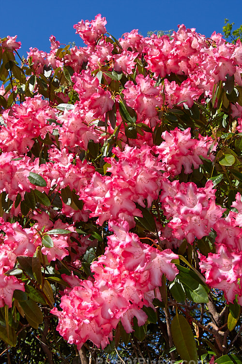 <i>Rhododendron</i> 'Rainbow' (unnamed hybrid x <i>Rhododendron griffithianum</i>), a tough, colourful, 3-4m tall hybrid raised by the British breeder Slocock around 1928. Order: Ericales, Family: Ericaceae