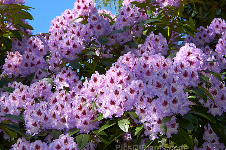 <i>Rhododendron</i> 'Blue Peter' (probably a Rhododendron ponticum hybrid</i>), a very tough and adaptable 1.5-2m shrub raised by Waterer of England before 1933. Order: Ericales, Family: Ericaceae