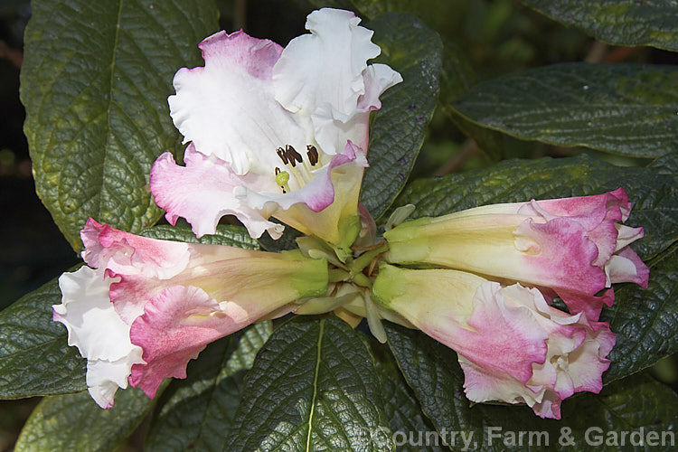 Rhododendron edgeworthii, an evergreen, spring-flowering shrub native to southwestern China and neighbouring parts of the Himalayan region. It grows to 25m tall, has heavily puckered leaves with dense indumentum on the undersides, and its large white and pink flowers are scented. This species was a parent of many of the first fragrant-flowered rhododendron hybrids