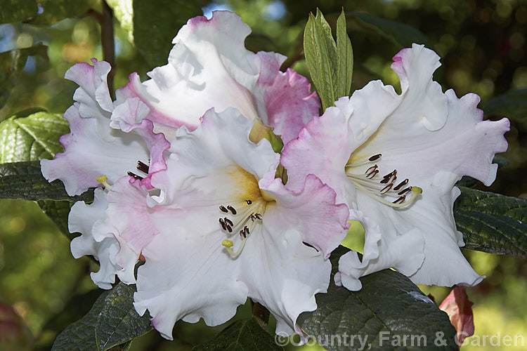 Rhododendron edgeworthii, an evergreen, spring-flowering shrub native to southwestern China and neighbouring parts of the Himalayan region. It grows to 25m tall, has heavily puckered leaves with dense indumentum on the undersides, and its large white and pink flowers are scented. This species was a parent of many of the first fragrant-flowered rhododendron hybrids
