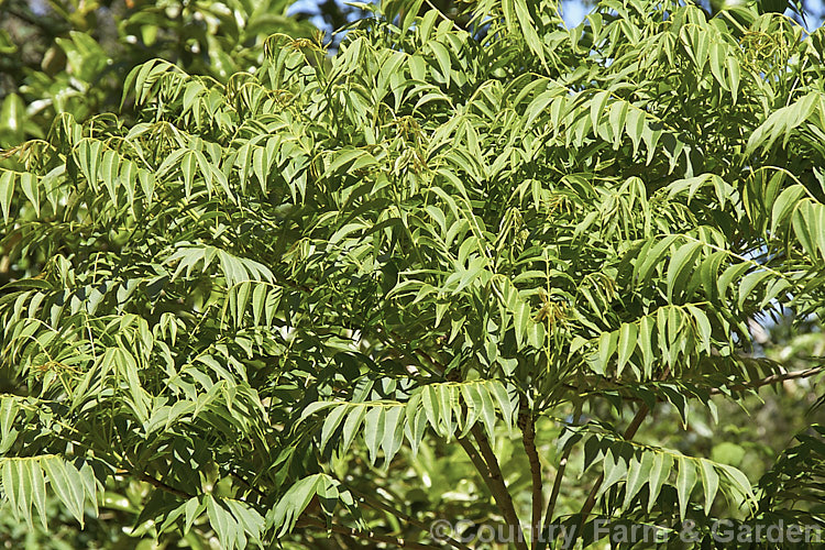 The new spring foliage of the Smooth. Sumac (<i>Rhus glabra</i>), a deciduous shrub, up to 5m tall, native to North America, from southern Canada to northern Mexico. Its foliage often colours well in autumn and its panicles of greenish cream flowers develop into heads of red fruits. Unlike the fruit spikes of Rhus typhina, those of Rhus glabra are not always dense and erect. rhus-2719htm'>Rhus. <a href='anacardiaceae-plant-family-photoshtml'>Anacardiaceae</a>.