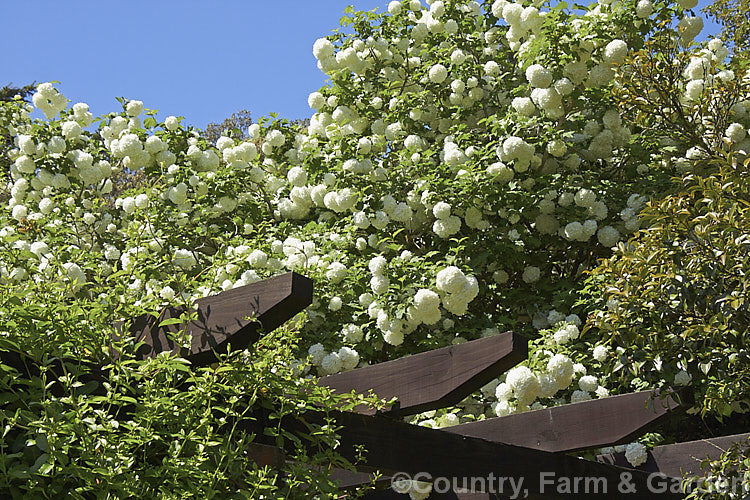 Guelder. Rose (<i>Viburnum opulus</i>), a 4-5m tall Eurasian deciduous shrub with heads of white flowers in spring. The true flowers are small but are made more showy by large sterile bracts that are often exaggerated in the garden forms. It is seen here in a semi-espaliered style, partly growing over a pergola. viburnum-2081htm'>Viburnum.. viburnum-2081htm'>Viburnum. <a href='adoxaceae-plant-family-photoshtml'>Adoxaceae</a>.