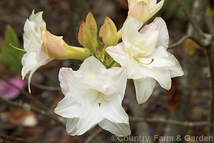 Rhododendron (deciduous azalea</i>) 'Baby Girl', a double-flowered hybrid raised by Denis. Hughes of Blue Mountain Nurseries of New Zealand