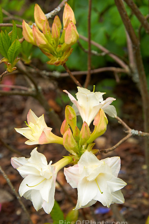 <i>Rhododendron</i> (deciduous azalea</i>) 'Baby Girl', a double-flowered hybrid raised by Denis Hughes of Blue Mountain Nurseries of New Zealand. Order: Ericales, Family: Ericaceae