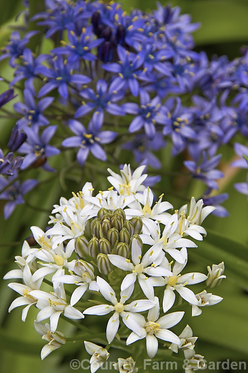 Two colour forms of Scilla peruviana: the typical blue of the wild species and the white-flowered form. The lax, strappy foliage of this vigorous bulbous plant from south-west. Europe and West Africa tends to lay on the ground. The flower heads, which open from late spring, contain up to 100 blooms. scilla-2491htm'>Scilla.