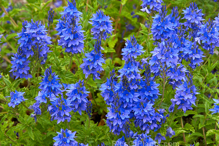 <i>Veronica austriaca</i> subsp. <i>teucrium</i> 'Crater Lake', a low, spreading form that grows to about 20cm high in flower. The species is a European native. Order: Lamiales, Family: Plantaginaceae