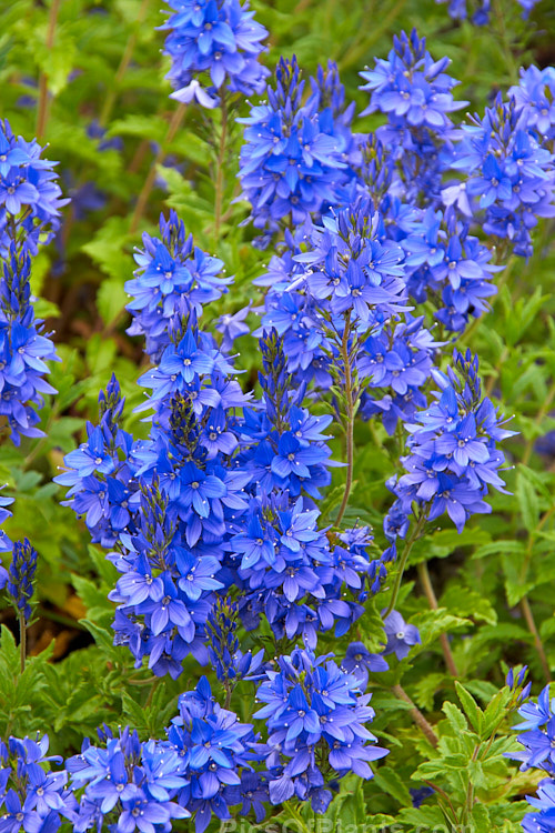 <i>Veronica austriaca</i> subsp. <i>teucrium</i> 'Crater Lake', a low, spreading form that grows to about 20cm high in flower. The species is a European native. Order: Lamiales, Family: Plantaginaceae