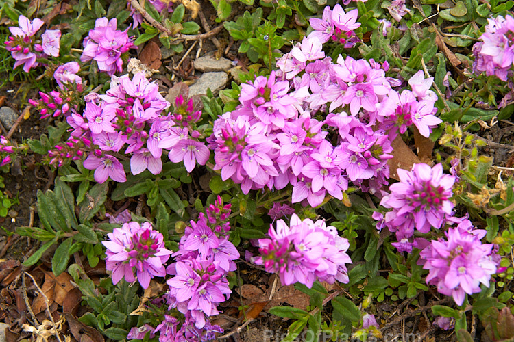 <i>Veronica prostrata</i> 'Mrs Holt', a light pink-flowered form of a late spring-flowering, mat-forming perennial from Europe. Order: Lamiales, Family: Plantaginaceae