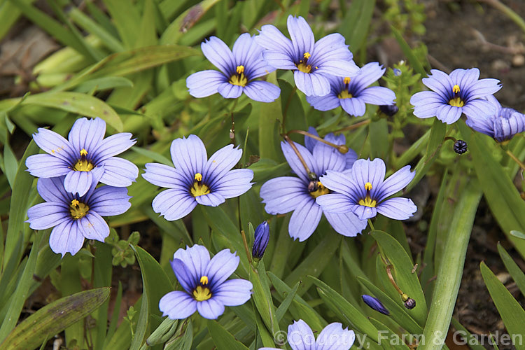 Californian Blue-eyed. Grass (<i>Sisyrinchium bellum [syn. Sisyrinchium angustifolium var. bellum]), a grassy-leaved, late spring- to early summer-flowering perennial native to California