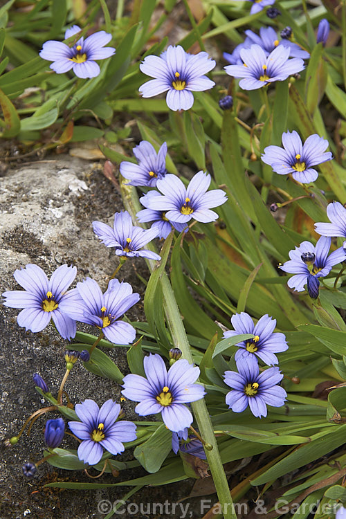 Californian Blue-eyed. Grass (<i>Sisyrinchium bellum [syn. Sisyrinchium angustifolium var. bellum]), a grassy-leaved, late spring- to early summer-flowering perennial native to California