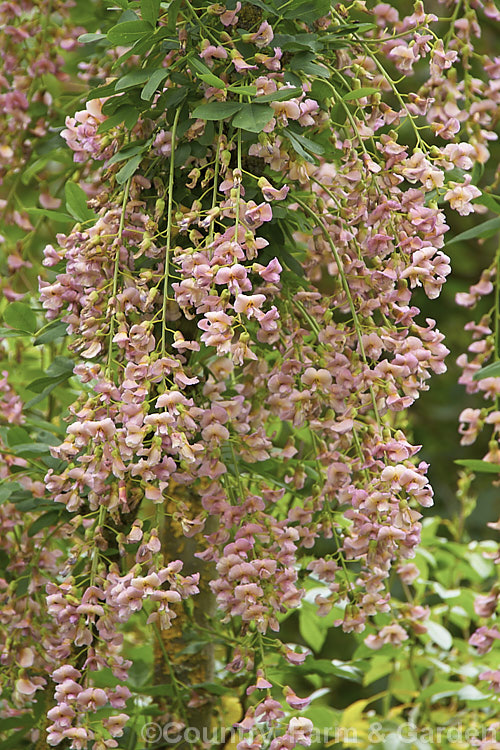Pink Laburnum (+. Laburnocytisus adamii</i>), a prone-to-revert graft hybrid or chimera (chimaera</i>) between Laburnum anagyroides and Chamaecytisus purpureus. It develops into a tree up to 8m tall. The flowers should be pink but it is quite common for the plant to carry separate sprays of pink or yellow flowers