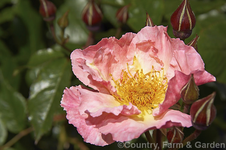 Rosa 'Summer. Wine', a Large-flowered (<i>Hybrid Tea</i>) rose raised by Kordes of Germany in 1985. It is usually listed as a climber but can be grown as a large bush. The semi-double flowers are pleasantly scented. Order: Rosales, Family: Rosaceae