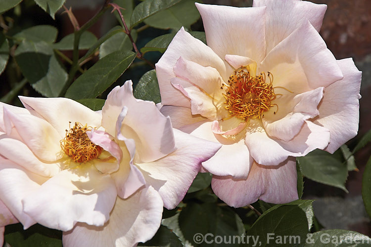 Rosa 'Meg' ('Paul's Lemon Pillar' x 'Mme Butterfly'), a Hybrid Tea (<i>Large-flowered</i>) climber raised by Gosset of Britain in 1954. It was introduced by Harkness. Roses. The simple flowers are quite deeply coloured when in bud but lighten quickly on opening, creating a two-tone effect over a plant in full bloom. Order: Rosales, Family: Rosaceae