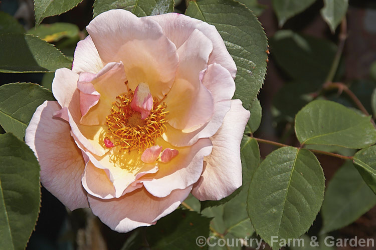 Rosa 'Meg' ('Paul's Lemon Pillar' x 'Mme Butterfly'), a Hybrid Tea (<i>Large-flowered</i>) climber raised by Gosset of Britain in 1954. It was introduced by Harkness. Roses. The simple flowers are quite deeply coloured when in bud but lighten quickly on opening, creating a two-tone effect over a plant in full bloom. Order: Rosales, Family: Rosaceae