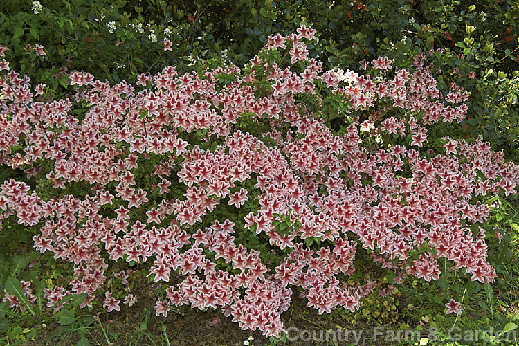 Rhododendron (evergreen azalea</i>) 'Ben. Morrison'. A Glenn. Dale hybrid raised byAmerican. USDA breeder. BY. Morrison but introduced after his death