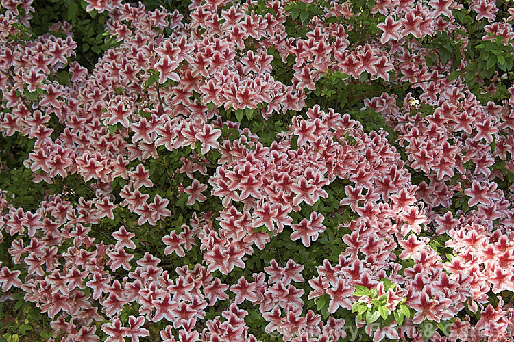 Rhododendron (evergreen azalea</i>) 'Ben. Morrison'. A Glenn. Dale hybrid raised byAmerican. USDA breeder. BY. Morrison but introduced after his death