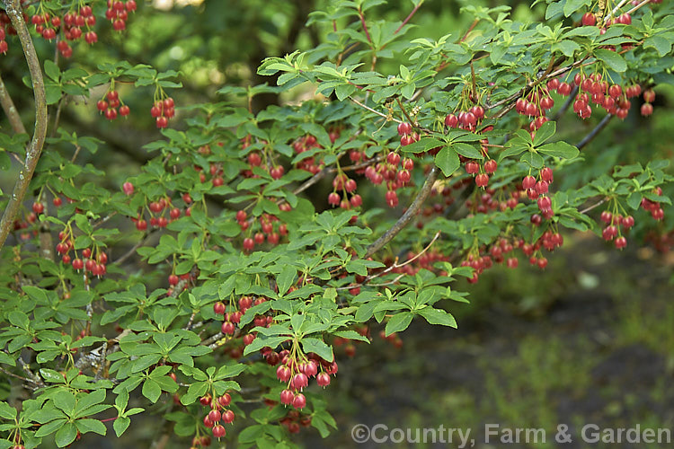 Enkianthus cernuus forma rubens, a red-flowered form of a normally white-flowered, spring- to early summer-blooming deciduous shrub native to Japan. It is slow-growing but can reach 3m tall enkianthus-2184htm'>Enkianthus. Order: Ericales, Family: Ericaceae