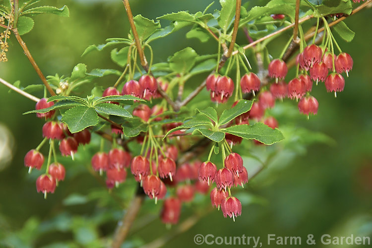 Enkianthus cernuus forma rubens, a red-flowered form of a normally white-flowered, spring- to early summer-blooming deciduous shrub native to Japan. It is slow-growing but can reach 3m tall enkianthus-2184htm'>Enkianthus. Order: Ericales, Family: Ericaceae