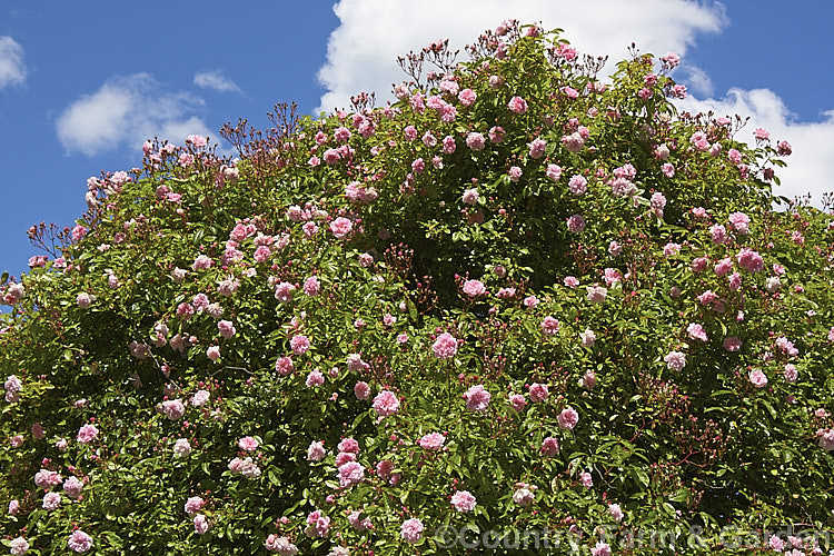 Rosa 'Tea Rambler' ('Crimson Rambler' x tea rose seedling</i>), a climbing or rambling. Polyantha rose bred by Paul of England in 1904. It is very fragrant, grows to well over 4m tall and flowers abundantly. Order: Rosales, Family: Rosaceae