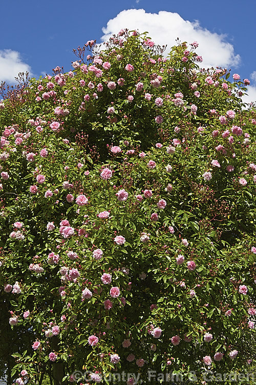 Rosa 'Tea Rambler' ('Crimson Rambler' x tea rose seedling</i>), a climbing or rambling. Polyantha rose bred by Paul of England in 1904. It is very fragrant, grows to well over 4m tall and flowers abundantly. Order: Rosales, Family: Rosaceae