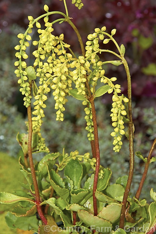 Lambs. Tail or Gold Drop (<i>Umbilicus oppositifolius [syn. Chiastophyllum oppositifolium]), a spring-flowering crassula family succulent native to the Caucasus It has a spreading habit and quickly develops into a small clump. The overarched flower stems are op to 30cm high. Order: Saxifragales, Family: Crassulaceae
