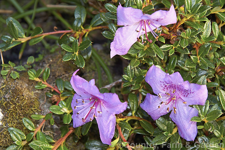 Rhododendron calostrotum subsp. keleticum (syn. Rhododendron keleticum</i>), a tiny evergreen shrub, seldom over 30cm high, with relatively large, wide open, near-flat flowers. It occurs in Yunnan, China and nearby parts of Tibet and Burma at up 4500m altitude