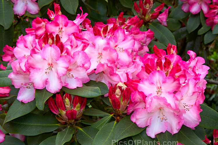 <i>Rhododendron</i> 'Lem's Monarch' ('Anna' x 'Marinus Koster'), this medium to large bush was raised by Lem of the United States and blooms prolifically, with lush foliage and huge trusses of large, beautifully marked flowers. Order: Ericales, Family: Ericaceae
