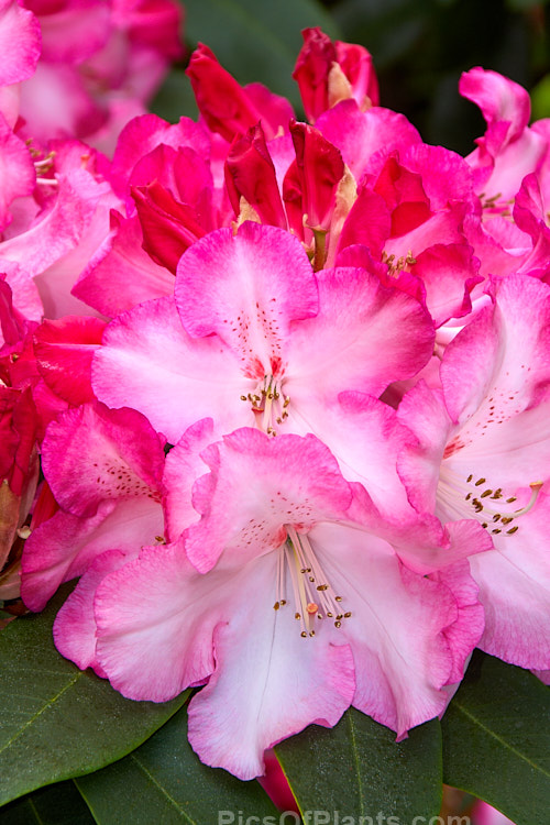 <i>Rhododendron</i> 'Lem's Monarch' ('Anna' x 'Marinus Koster'), this medium to large bush was raised by Lem of the United States and blooms prolifically, with lush foliage and huge trusses of large, beautifully marked flowers. Order: Ericales, Family: Ericaceae