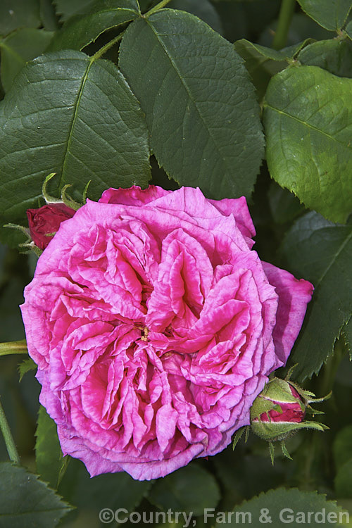 Rosa 'Duc de Guiche', a strongly fragrant. Gallica rose of unknown parentage developed in France by an unknown breeder. It is usually regarded as having a fairly compact habit, though in mild areas it can grow to 18m high and wide. Order: Rosales, Family: Rosaceae