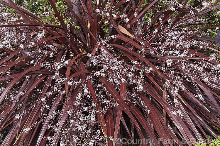 Cordyline 'Red Fountain' (<i>Cordyline banksii x Cordyline pumilio</i>), a compact low-growing hybrid with narrow, strappy leaves that are somewhat glossy. Pinkish cream flower sprays appear in early summer and are abundant but not particularly showy.