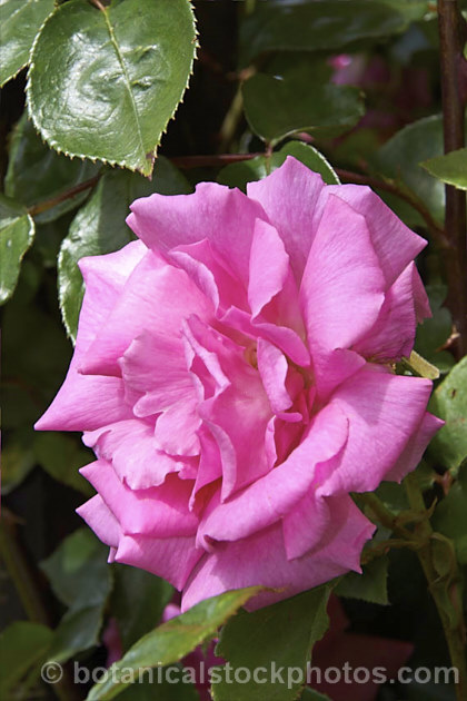 Rosa 'Rosy. Mantle' ('New Dawn' x 'Prima. Ballerina'), a fragrant. Large-flowered (<i>Hybrid Tea</i>) climbing rose raised by Cocker of Scotland in 1968. Order: Rosales, Family: Rosaceae
