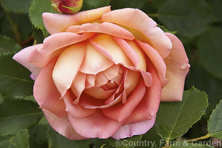 Rosa 'Jubilee Celebration' (<i>Ausgold x seedling</i>), an English Rose introduced in 2002 by David Austin of England. It grows to around 12m tall and produces very full double, fragrant flowers in small clusters. It blooms mainly in spring and early summer. Order: Rosales, Family: Rosaceae