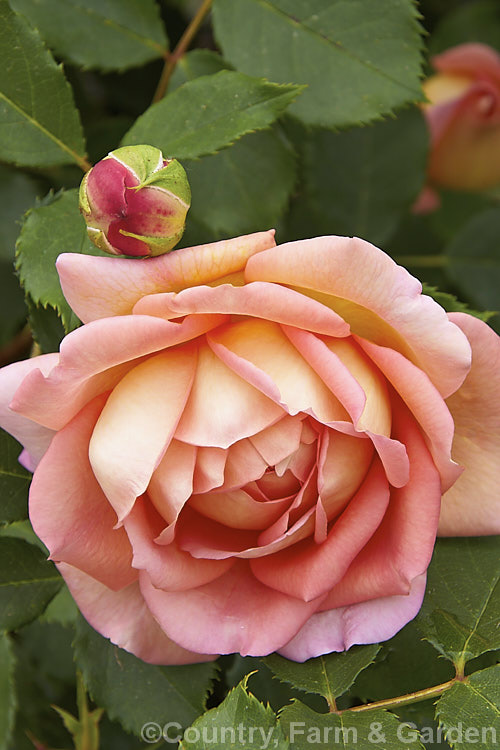 Rosa 'Jubilee Celebration' (<i>Ausgold x seedling</i>), an English Rose introduced in 2002 by David Austin of England. It grows to around 12m tall and produces very full double, fragrant flowers in small clusters. It blooms mainly in spring and early summer. Order: Rosales, Family: Rosaceae