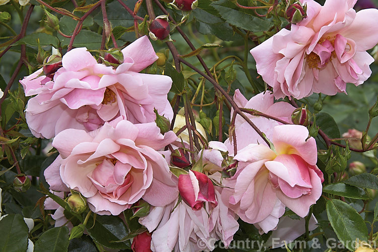 Rosa 'Marcel Bourgouin' ('Blanche. Moreau' x 'Abel. Carriere' [syns 'Belle des Jardins', 'Le. Jacobin']), a Hybrid Perpetual shrub rose bred in 1899 by Corboeuf of France. It has fragrant flowers in spring or early summer and is sometimes classified as a Gallica. Order: Rosales, Family: Rosaceae