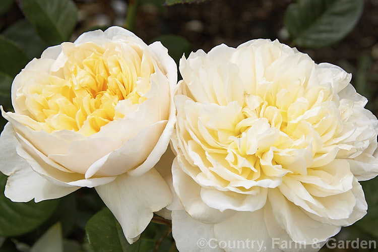 Rosa 'Sweet Juliet' ('Graham. Thomas' x 'Admired. Miranda'), a 1-1.5m tall English Rose raised in 1989 by David Austin of England. The flowers are strongly fragrant but the apricots tones seen in the buds quickly fade to soft yellow in warm climates. Order: Rosales, Family: Rosaceae