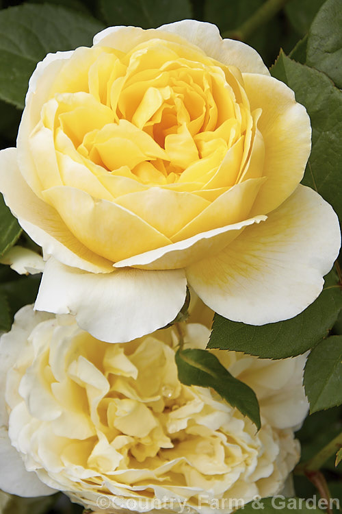 Rosa 'Charlotte' (syn 'Elgin. Festival' [('Chaucer' x 'Conrad. Ferdinand. Meyer') x 'Graham. Thomas']), a fragrant. English Rose raised by Austin of England in 1993. It has an upright habit and can grow to 1.8m tall. The flowers are centifolia style with up to 100 petals. Order: Rosales, Family: Rosaceae