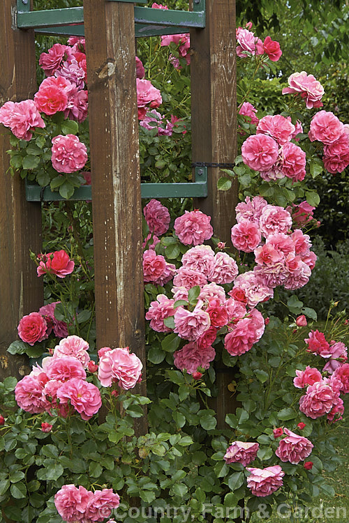 Rosa 'Uetersen' (syn 'Zenith'), a slightly scented, repeat-flowering. Shrub rose raised by Tantau of Germany in 1939. It is often trained as a climber. Order: Rosales, Family: Rosaceae