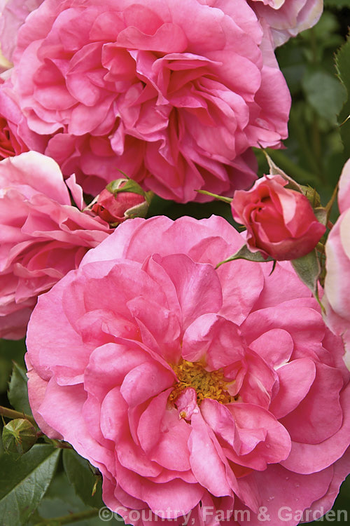 Rosa 'Uetersen' (syn 'Zenith'), a slightly scented, repeat-flowering. Shrub rose raised by Tantau of Germany in 1939. It is often trained as a climber. Order: Rosales, Family: Rosaceae