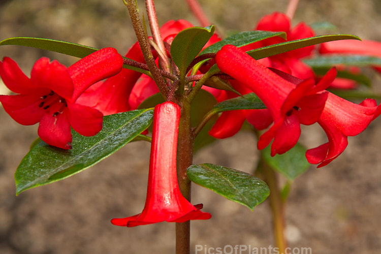 <i>Rhododendron</i> 'Red Mountain' (<i>Rhododendron commonae</i> x <i>Rhododendron viriosum</i> [some say <i>Rhododendron lochiae</i> x <i>R. commonae</i>]), a Vireya hybrid raised in 1988 by Blumhardt of New Zealand, though not introduced into cultivation registered until 1998. It has a compact habit and produces heads of 6 or more tubular flowers, widely flared at the mouth. It blooms more or less continuously. Order: Ericales, Family: Ericaceae