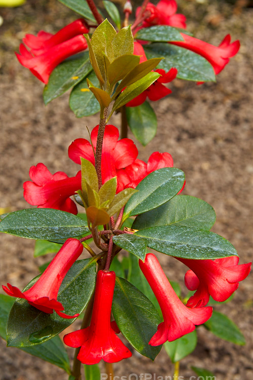 <i>Rhododendron</i> 'Red Mountain' (<i>Rhododendron commonae</i> x <i>Rhododendron viriosum</i> [some say <i>Rhododendron lochiae</i> x <i>R. commonae</i>]), a Vireya hybrid raised in 1988 by Blumhardt of New Zealand, though not introduced into cultivation registered until 1998. It has a compact habit and produces heads of 6 or more tubular flowers, widely flared at the mouth. It blooms more or less continuously. Order: Ericales, Family: Ericaceae