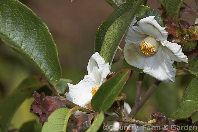 Stewartia pteropetiolata, a late spring- to early summer-flowering evergreen shrub or small tree that can grow to around 6m tall It is native to Korea and the flowers are up to 3cm wide. Order: Ericales, Family: Theaceae