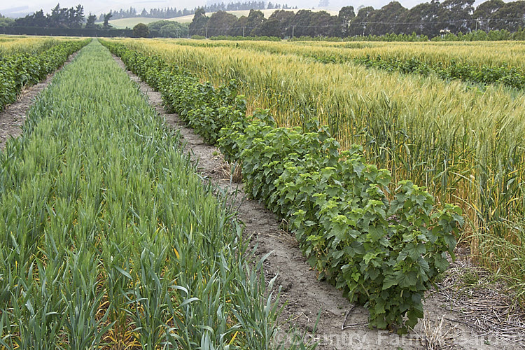 Young. Black Currants (<i>Ribes nigrum</i>) interplanted with winter and summer wheat, which acts as a cover crop, green manure and helps draw sawflies away from the currant crop. The black currant is a deciduous shrub found from Europe through. Central Asia to the Himalayas. Its small greenish flowers are insignificant but are followed by clusters of berries that are a deep blackish purple when ripe. Fresh black currants are renowned for their high level of vitamin. C