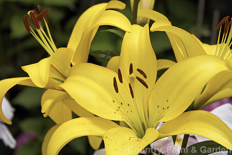 Lilium 'Ceb. Dazzle', a hybridAsiatic lily often grown as a cut flower. Derived from many species, theAsiatic group includes a wide variety of shapes, colours and forms of flower. lilium-2171htm'>Lilium. <a href='liliaceae-plant-family-photoshtml'>Liliaceae</a>.